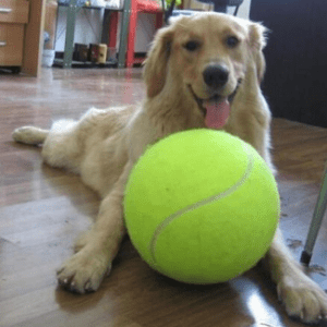 dropship dog products